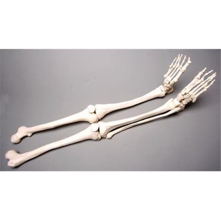 Skeletons And More SM380DL Left Skeleton Leg